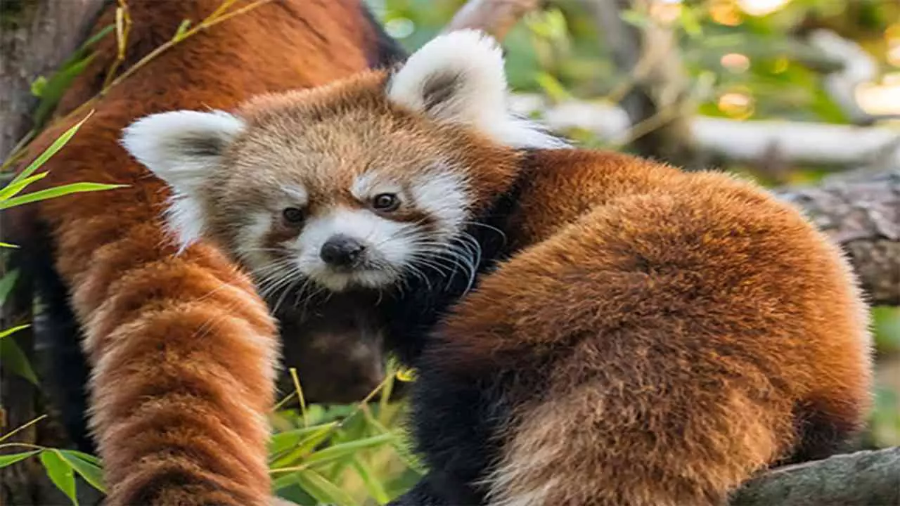 Rare Mammal Species Red Panda in India