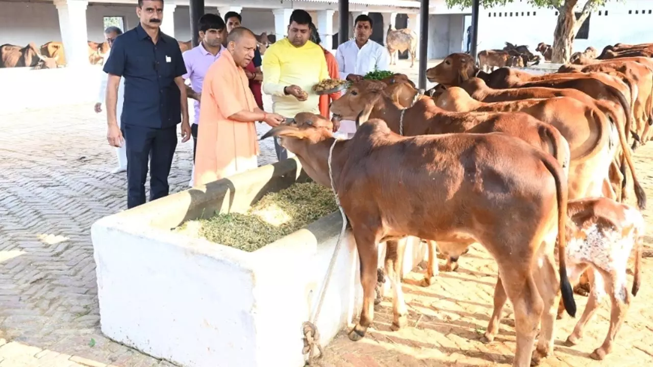 CM Yogi Visit cowshed at Balrampur Daure and fed jaggery to cows Balrampur News in Hindi