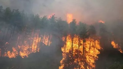 South Korea Wildfires: दुनिया का एक विकसित और तकनीकी रूप से उन्नत देश दक्षिण कोरिया झेल रहा भीषण जंगली आग की समस्या, भेंट चढ़ रहीं यहां की खासियतें और ऐतिहासिक धरोहरें