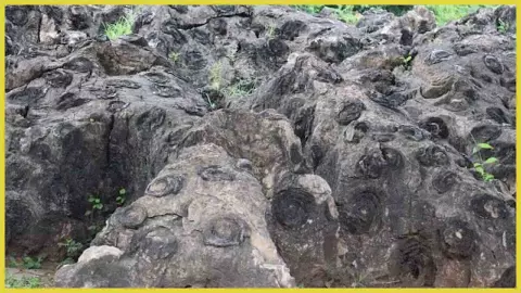 Sonbhadra Famous Tourist Place Salkhan Fossils Park