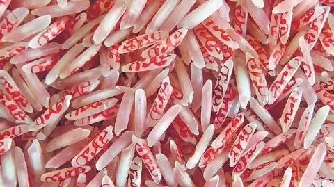 Hyderabad: राम भक्त वंदना ने लिखा चावल के लाखों दानों पर राम-राम