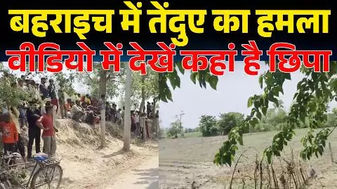 Bahraich News: बहराइच में तेंदुए का हमला, वीडियो में देखें कहां है छिपा