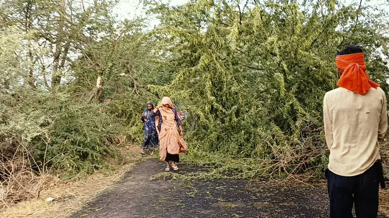 Banda News: मौसमी आपदा से बिलबिलाए अन्नदाता, गेहूं की फसल को नुक़सान, तमाम किसानों पर दोहरी मार