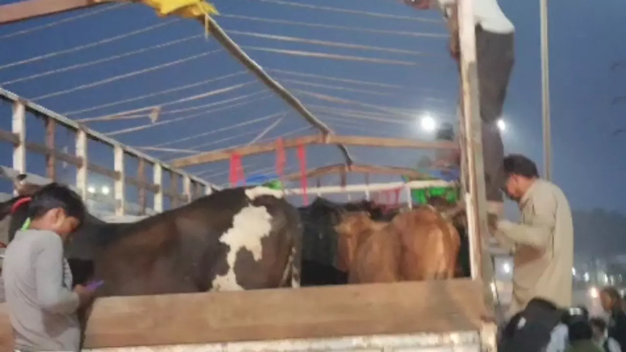 Bulandshahr News: मेवात जा रहा गौवंशों से भरा ट्रक पकड़ा, 2 हिरासत में