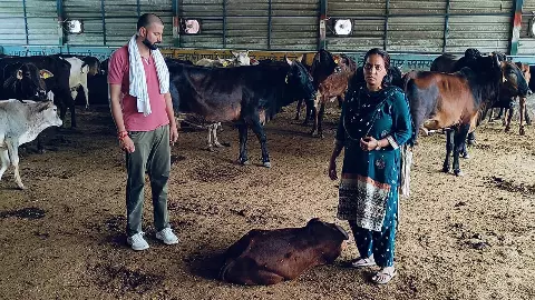 Baghpat News: बागपत की गोशाला में 6 गोवंशों की अचानक मौत से हड़कम्प
