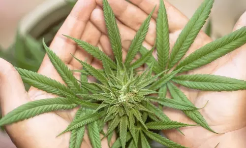 International Hemp Day: अंतर्राष्ट्रीय भांग दिवस क्या है, यह आज क्यों मनाया जा रहा, क्या है पूरा इतिहास, आइए जानते हैं