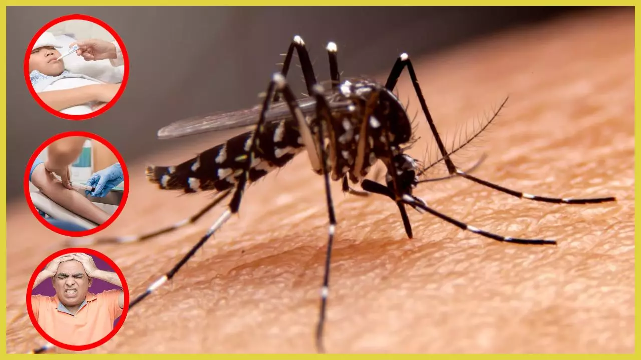 World Maleria Day 2025 History and Theme