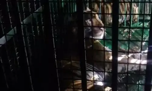 Lakhimpur Kheri News : 16 गांव में आतंक का पर्याय बाघिन को वन विभाग ने बेहोश कर पिंजरे में किया कैद