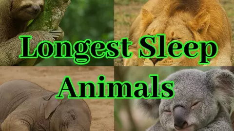 Longest Sleep Animals