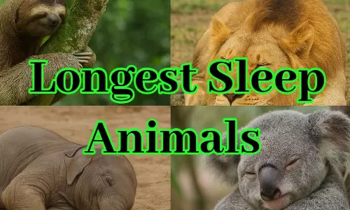 Longest Sleep Animals