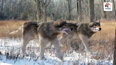 History of Dire Wolf