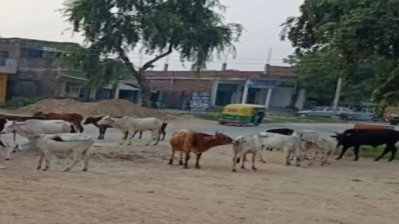Gonda News: कर्नलगंज में छुट्टा पशुओं का आतंक, प्रशासन की लापरवाही पर लोगों में आक्रोश
