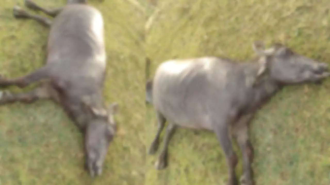 Two buffalo killed in lightning strike in Narvadapur