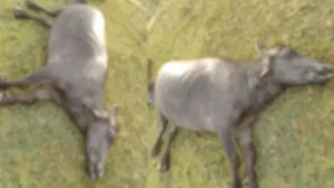 Two buffalo killed in lightning strike in Narvadapur