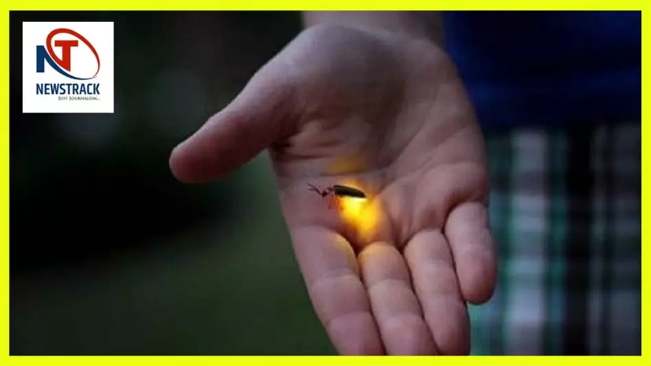 Fireflies twinkled at night