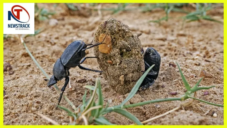Importance of Dung Beetles