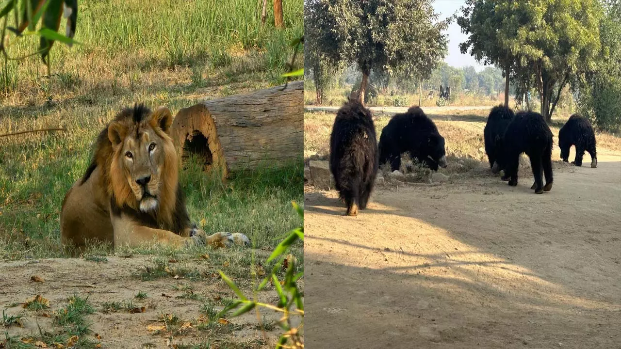 Bears enjoy the love shown and lions are getting elderly-like care