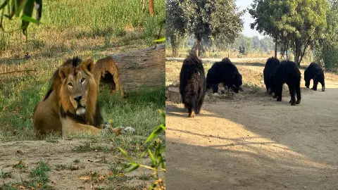 Bears enjoy the love shown and lions are getting elderly-like care Bears enjoy the love shown and lions are getting elderly-like care