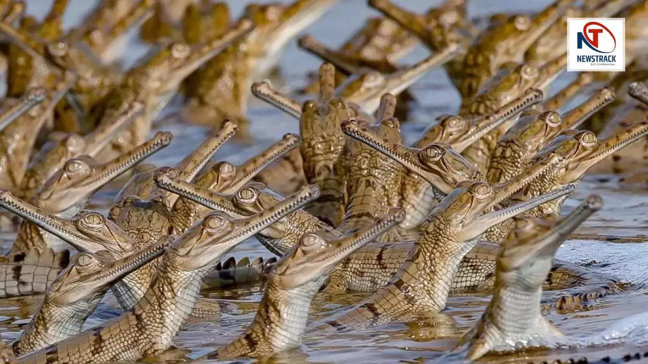 Chambal Gharial History and Facts