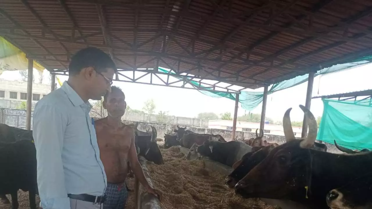 Raebareli News: रायबरेली में भीषण गर्मी से गौवंश बेहाल, गौशालाओं में विशेष इंतजाम