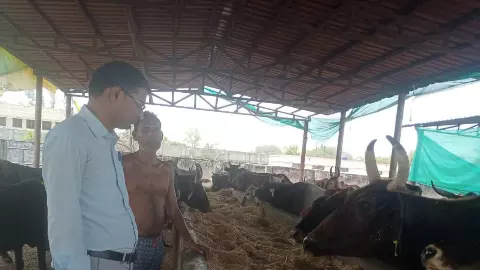 Raebareli News: रायबरेली में भीषण गर्मी से गौवंश बेहाल, गौशालाओं में विशेष इंतजाम