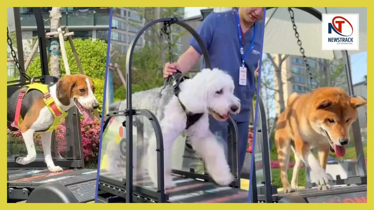World First Unique Dog Gym in Shanghai China
