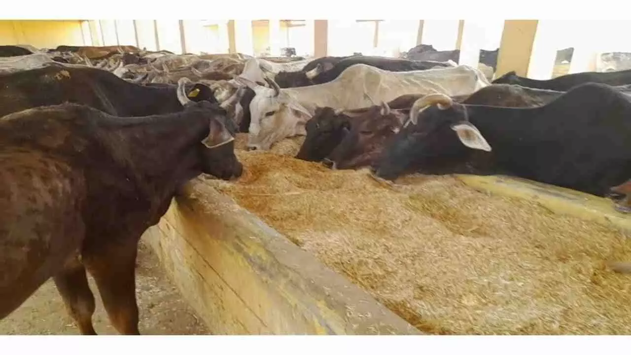 Jhansi News: इस साल झांसी मंडल में बनकर तैयार हो जाएंगी 13 वृहद गोशालाएं