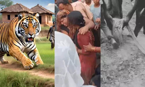tiger attack