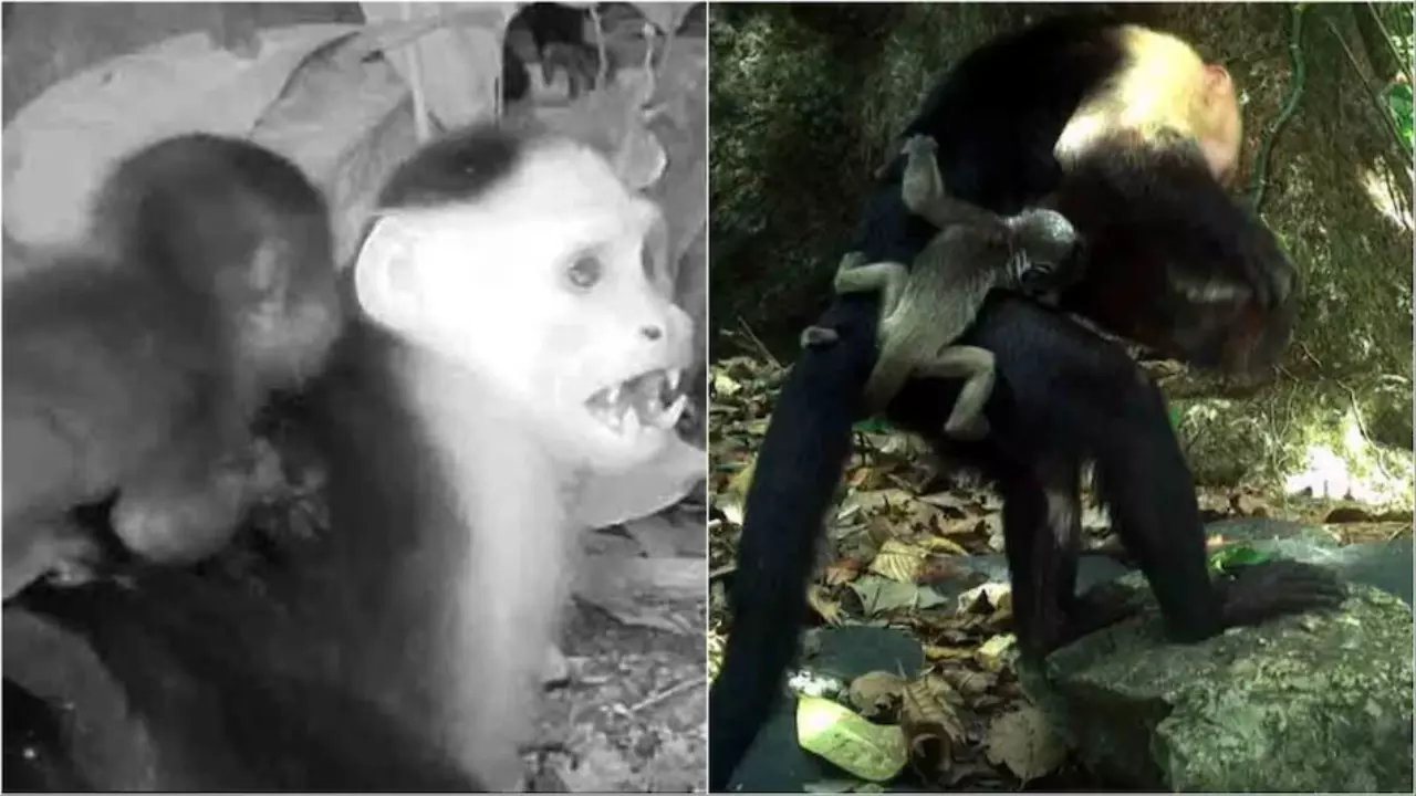 Panama Forest Monkeys