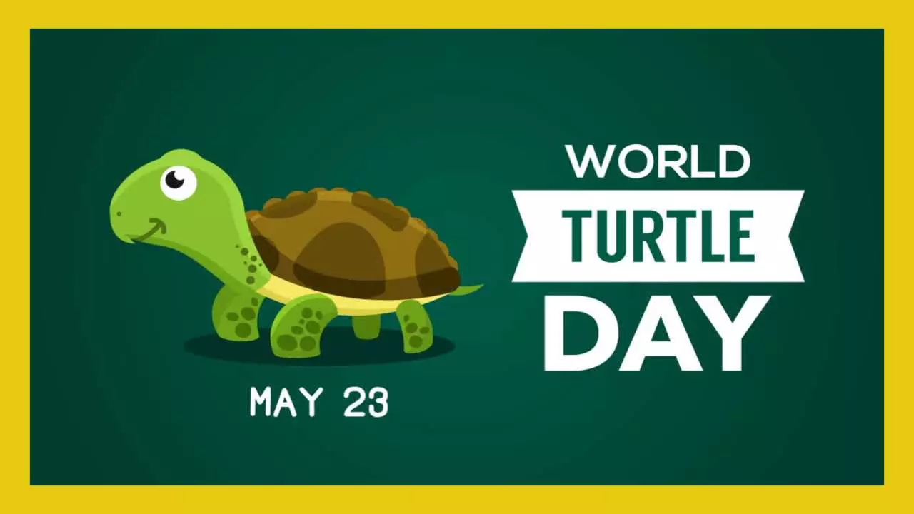 World Turtle Day 2025