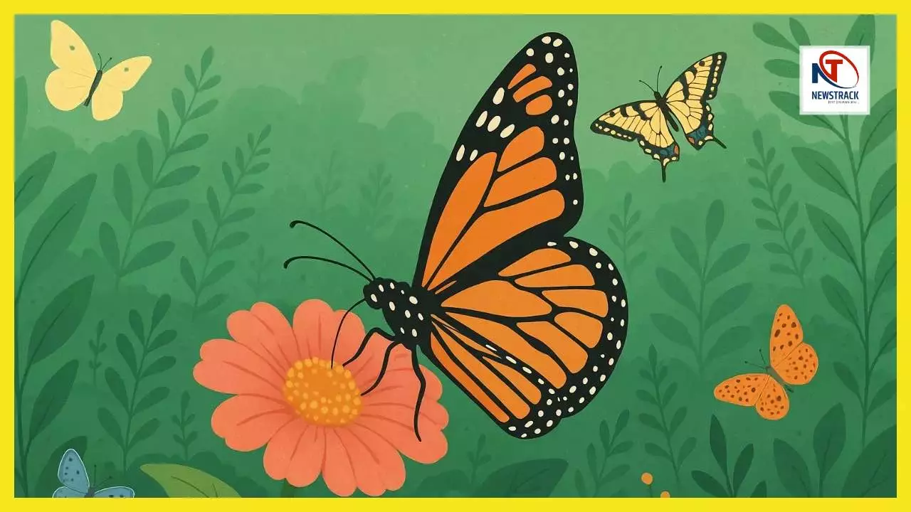 Importance Of Butterflies | Butterflies & Environment | Biological ...