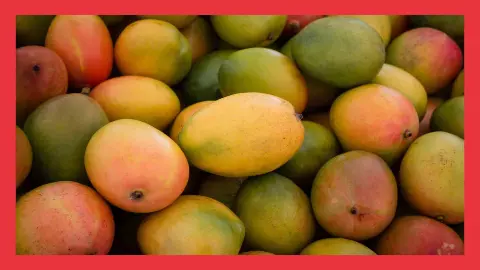 India Best Mango Varieties India Best Mango Varieties