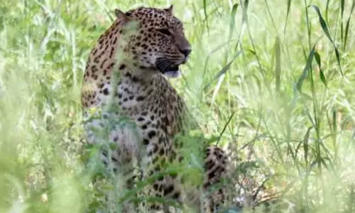 Tendua Seen in field Forest Department Police camping News in hindi