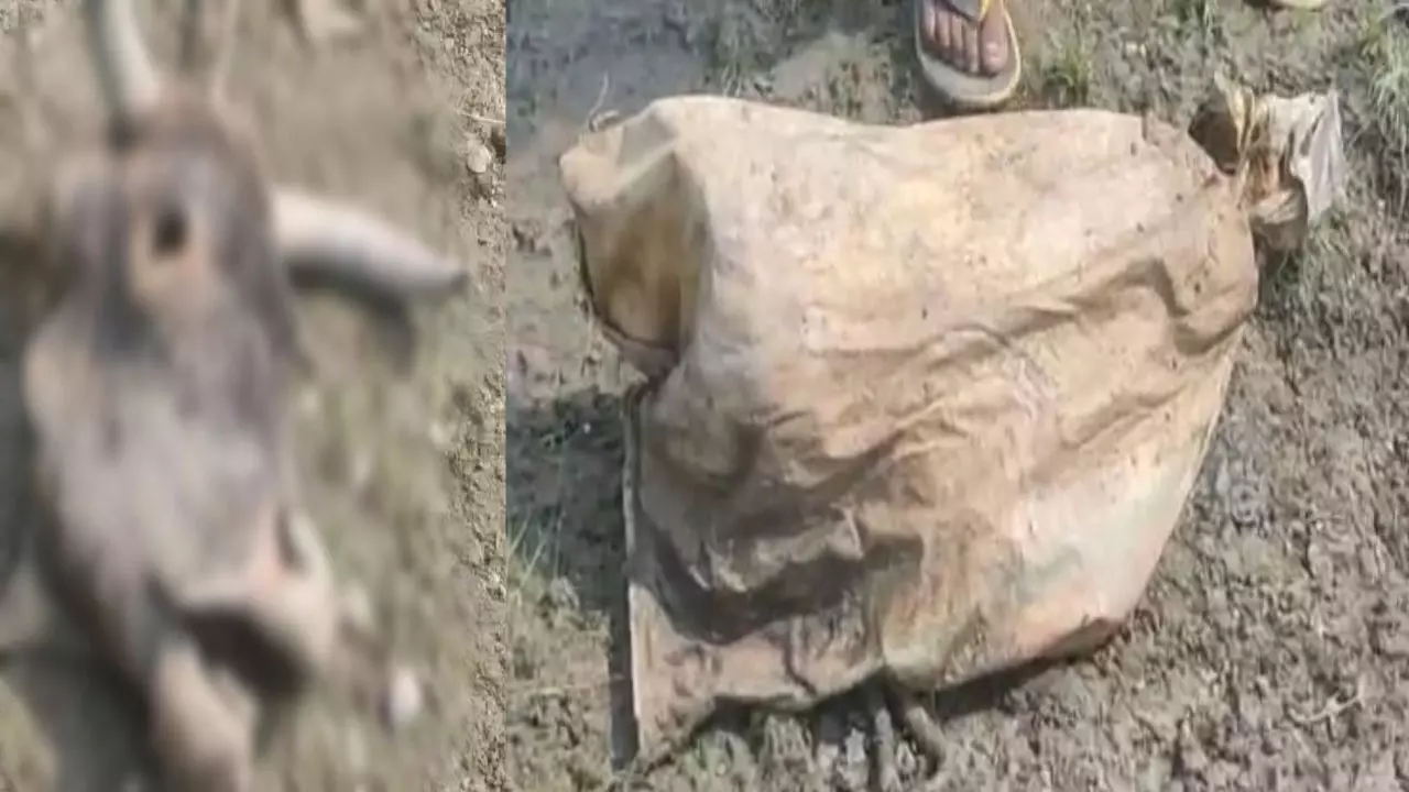 Bareilly News: गोवंश पशुओं की हत्या कर अवशेष भांगड़ा नदी के पास फेंके, हिंदू संगठन भड़के