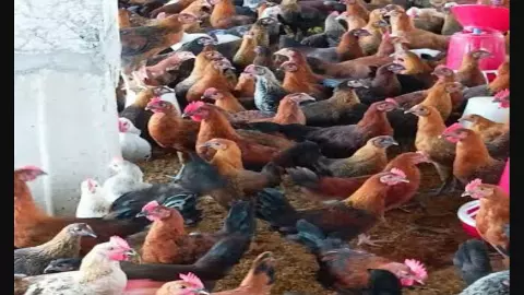 bird flu bird flu