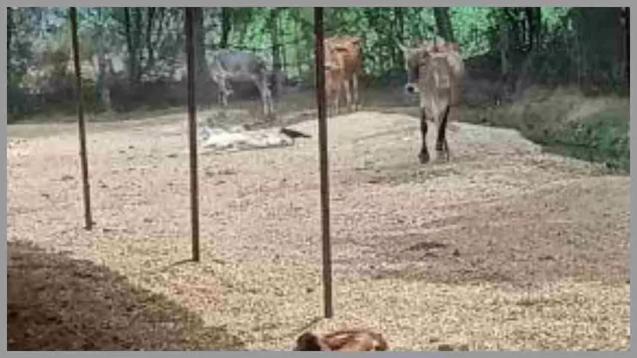 Lakhimpur Kheri News: गो आश्रय स्थल में लापरवाही पर ग्राम पंचायत अधिकारी निलंबित, सीडीओ ने की कई पर सख्त कार्रवाई
