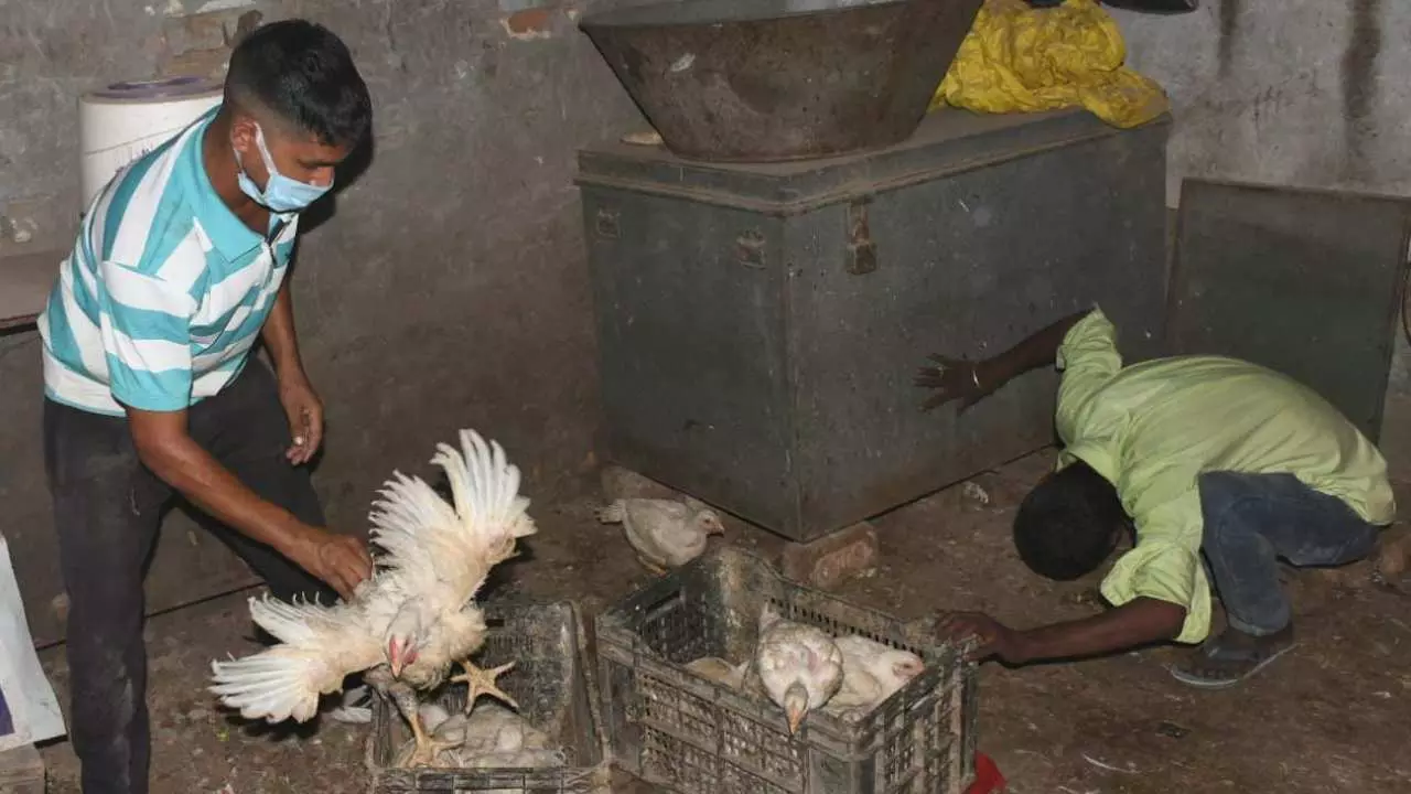 Gorakhpur News:  गोरखपुर में बर्ड फ्लू पर सीएम योगी की दो टूक, खुले में मांस की बिक्री रोकें