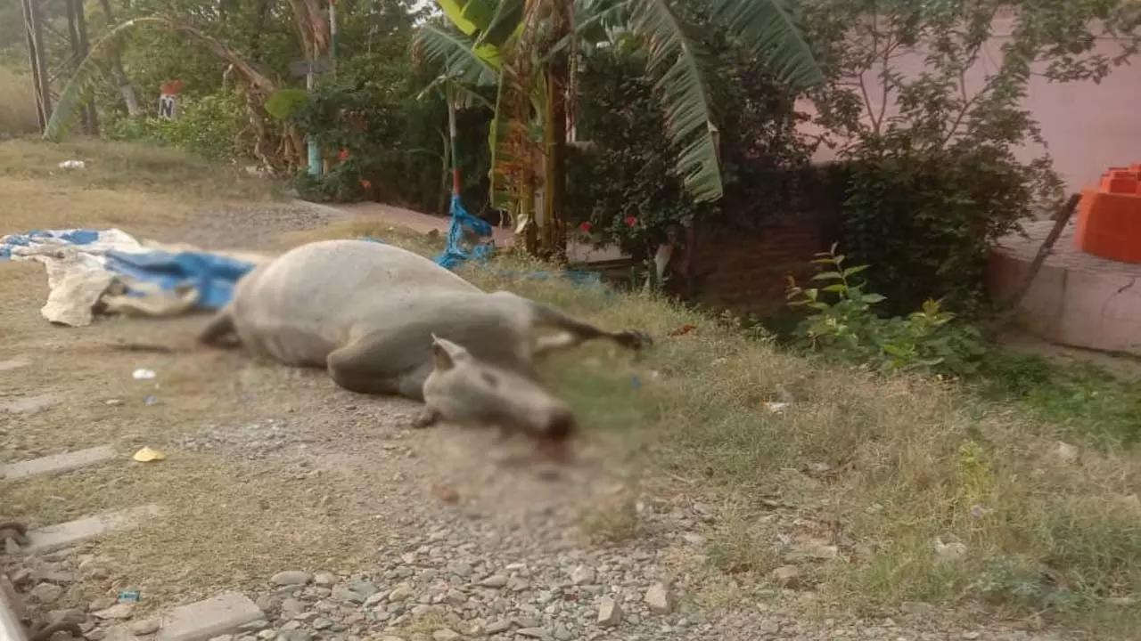 Body of cow lying near Dharmasthal for 24 hours