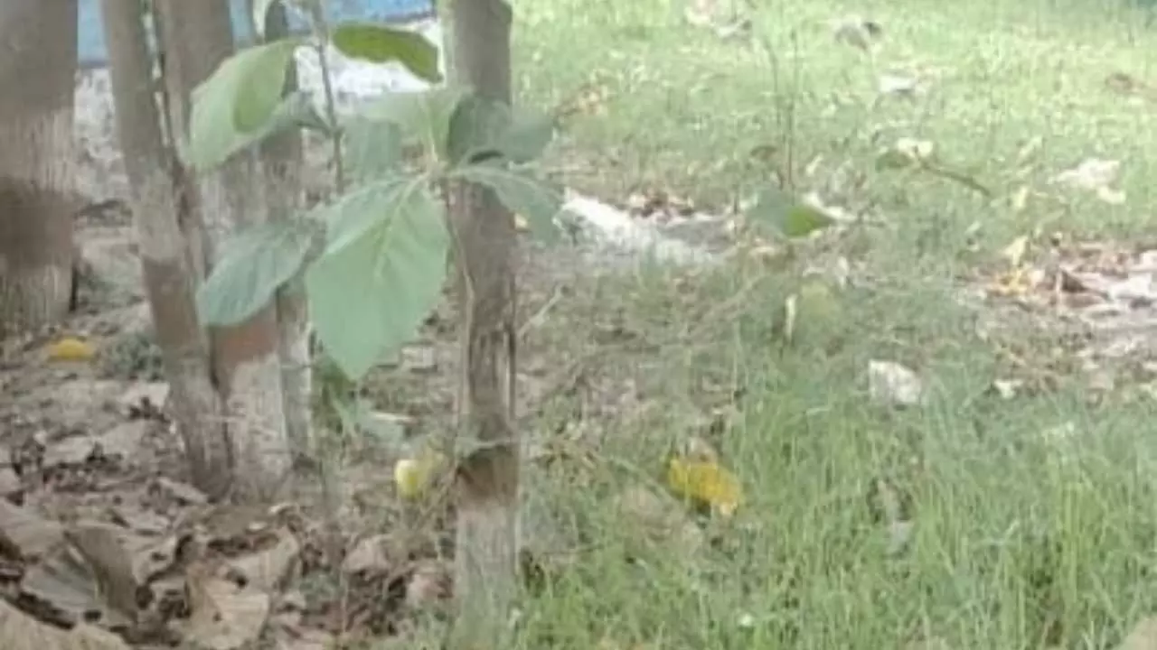 Lakhimpur Kheri News: सफाई कर्मी नदारद,सरकारी स्कूल में संचालित समर कैंपों में फैली गंदगी