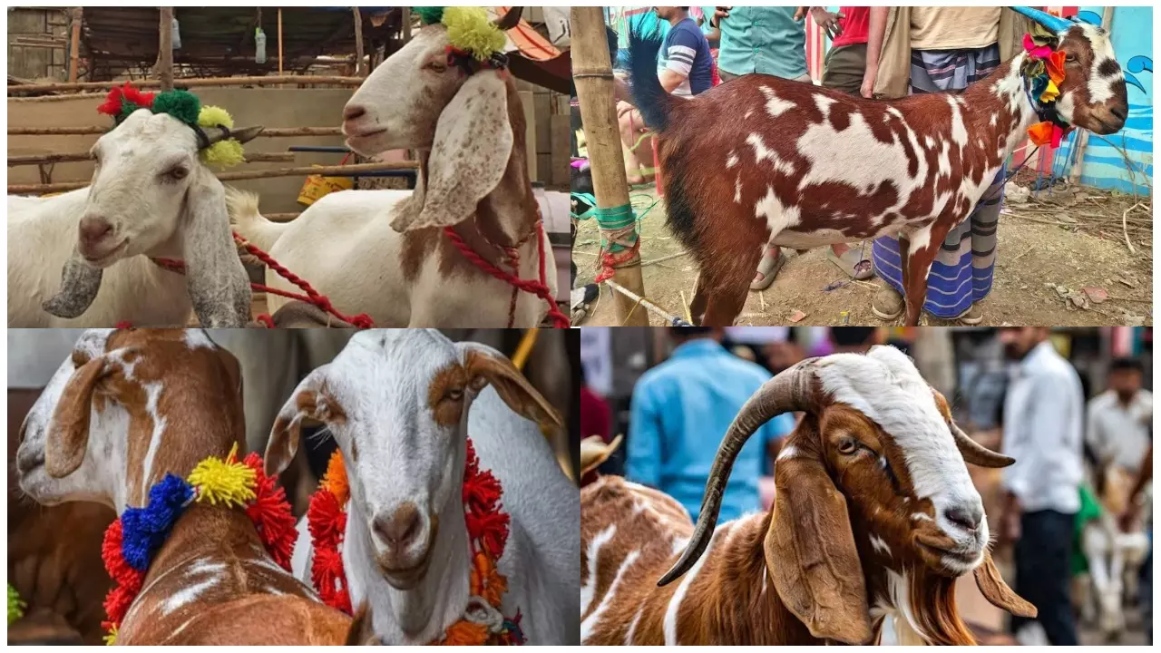 कल्लू बना सेलिब्रिटी, कार की कीमत के बकरे; बकरीद की हैरान करने वाली ये बातें