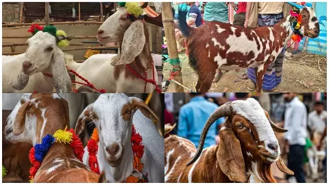 कल्लू बना सेलिब्रिटी, कार की कीमत के बकरे; बकरीद की हैरान करने वाली ये बातें कल्लू बना सेलिब्रिटी, कार की कीमत के बकरे; बकरीद की हैरान करने वाली ये बातें