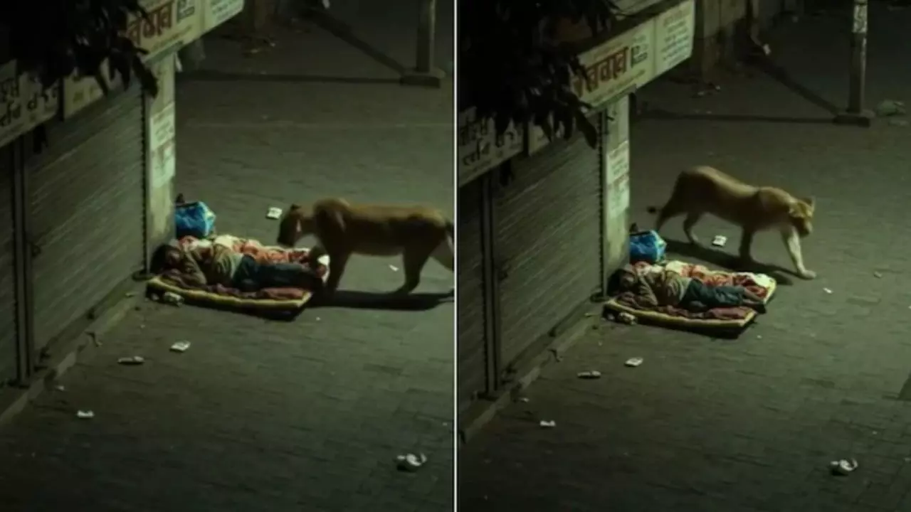 Tiger Viral Video