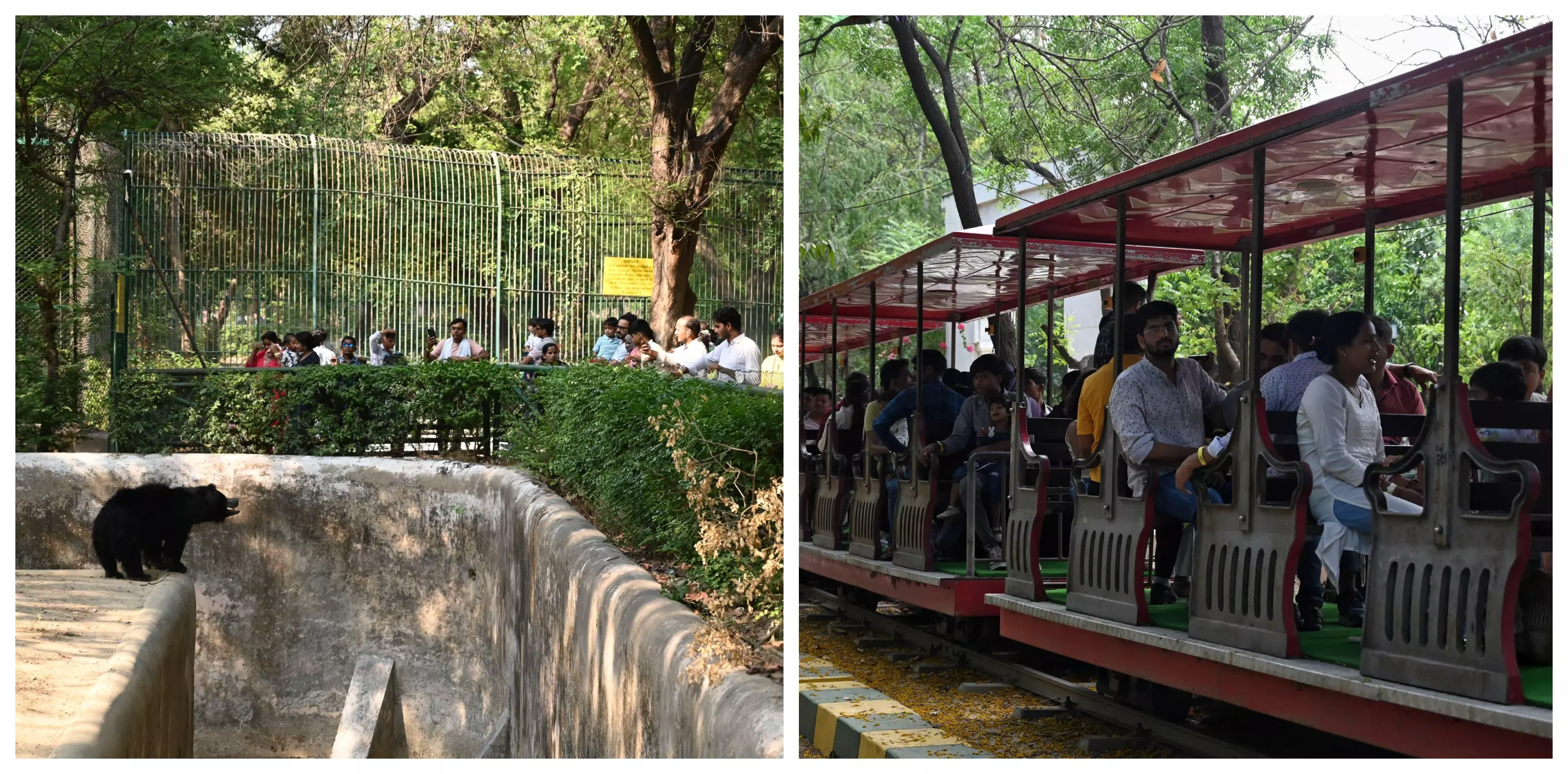 बकरीद पर्व पर लखनऊ चिड़ियाघर में शाम होते ही उमड़ी लोगों की भीड़, तस्वीरों में देखें जानवरों की अठखेलियां