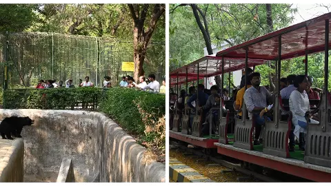 बकरीद पर्व पर लखनऊ चिड़ियाघर में शाम होते ही उमड़ी लोगों की भीड़, तस्वीरों में देखें जानवरों की अठखेलियां बकरीद पर्व पर लखनऊ चिड़ियाघर में शाम होते ही उमड़ी लोगों की भीड़, तस्वीरों में देखें जानवरों की अठखेलियां