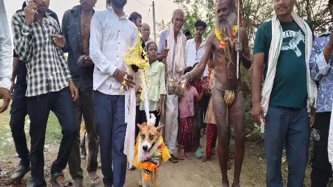 Hamirpur Unique wedding of dog