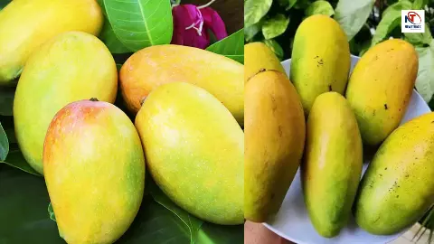 Mango Mango