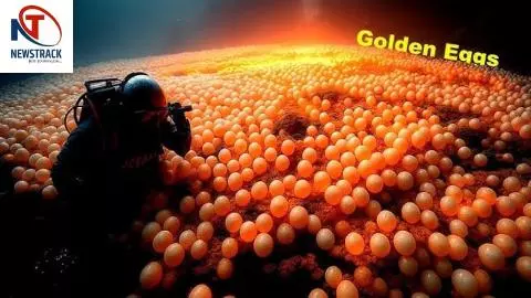 Golden Eggs In The Pacific Ocean