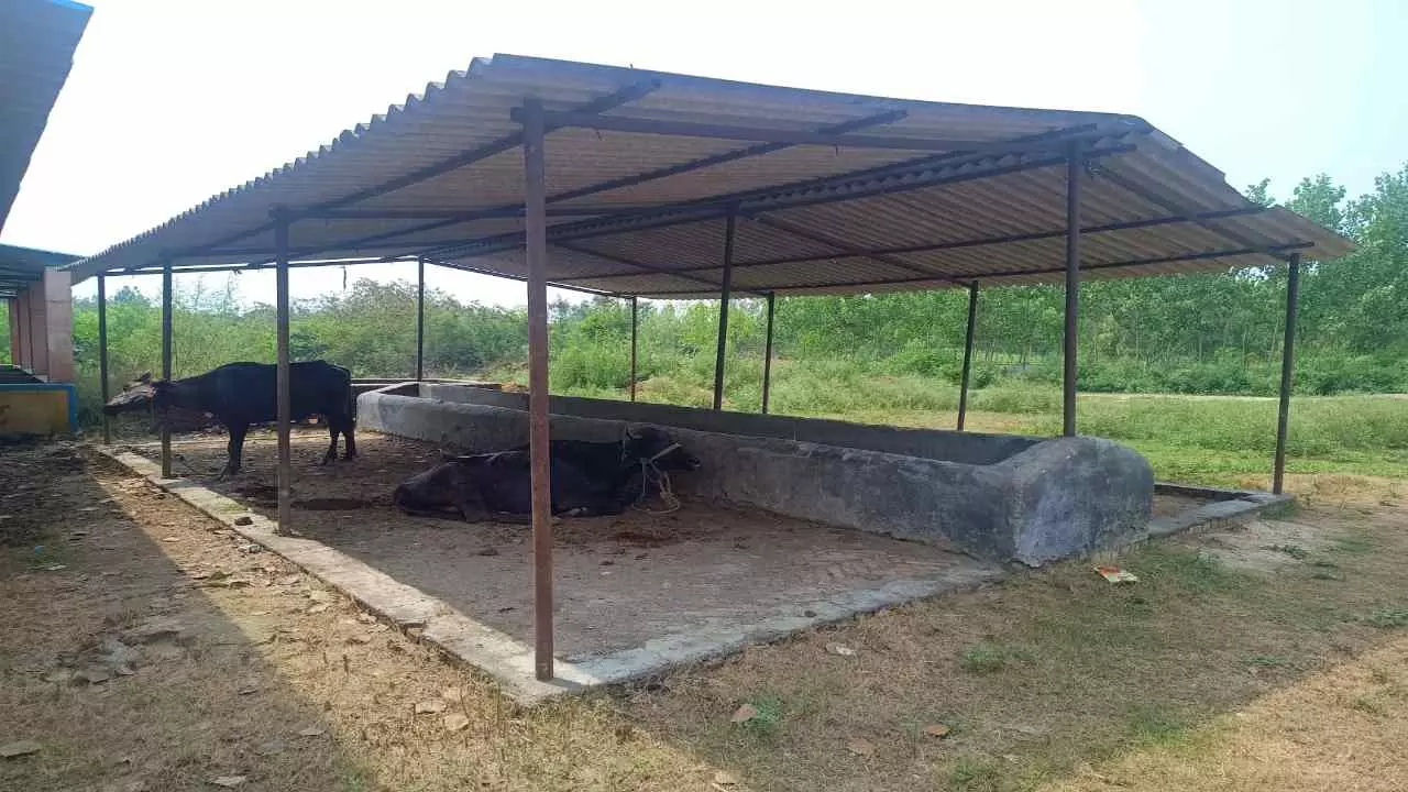 Bareilly News: गौशाला में गौवंशीय पशुओं के बंधे मिले काले पशु , ग्रामीण गौवंशो से फसलों से रखवाली करते मिले , योगी सरकार की योजनाओ की उड़ाई जा रही धज्जियां