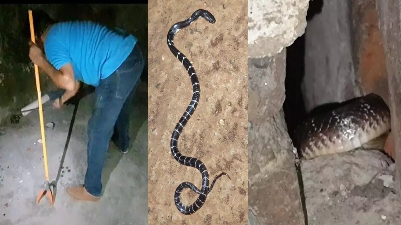 Zahrila snake found in hostel, rescued by Snakemitra