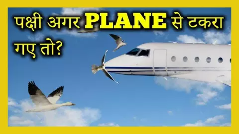 Bird Hit on Aircraft Bird Hit on Aircraft